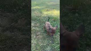 Puppy play time viral dachshundpuppies [upl. by Annovaj]