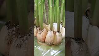 How to Grow Garlic at Home Using Plastic Bottles plants shorts farming [upl. by Youngran]