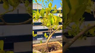 🌱 lemon tree is planted on the roof 🌱trendingvideo viralshorts Lovelycookandvlogs [upl. by Nwotna]