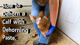 How to Dehorn a Calf with Dehorning Paste [upl. by Ahsenod638]