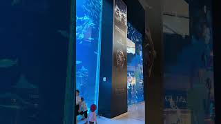 GuitarfishDubai mall aquarium 🇦🇪 [upl. by Stig551]