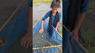 Amazing Village Girl catching deshi fish by Ucha net in Beel uchanetfishing catchfish fishing [upl. by Nnaycart]