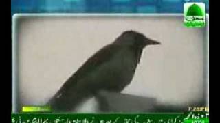 Lion Crow Cow amp Parrot All doing Zikr of Allah [upl. by Gariepy763]