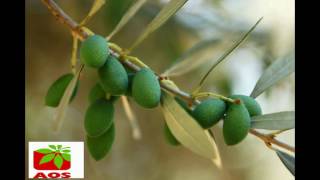 Jojoba Oil Manufacturers in India  Know Surprising Benefits and Buy Online [upl. by Ulrika]