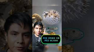 🟢PEZ GLOBO VS PEZ ERIZO DIFERENCIAS 🐠🐡 peces fauna faunamarina fugu curiosidades elverdugoscx [upl. by Smoht159]