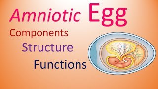 Egg  Amniotes  Structure amp Functions of Components [upl. by Fe]