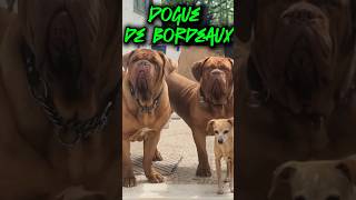 DOGUE DE BORDEAUX [upl. by Ddahc]