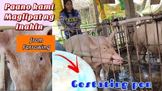 Madaling paraan ng Paglilipat ng Inahing Baboy from Farrowing to Gestating Pen klaritafarmFarming [upl. by Athene522]