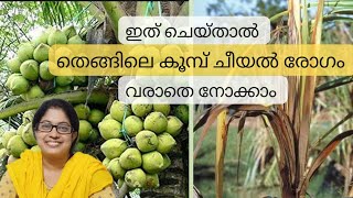 Bud rot in coconut palmതെങ്ങിലെ കൂമ്പ് ചീയൽ രോഗം  ലക്ഷണങ്ങളും പരിഹാര മാർഗങ്ങളും [upl. by Ainud]