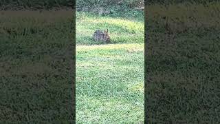 🐰 Because nibbles are good 😌 🌱 nibbler hare nighttimesnack [upl. by Aiyt]