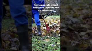 Fall Yard Cleanup Hacks [upl. by Elbring822]