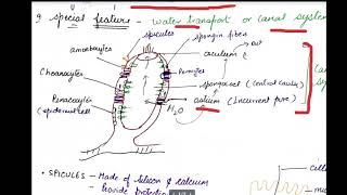 class 11 porifera [upl. by Normak]