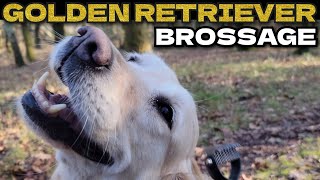 BROSSAGE DU GOLDEN RETRIEVER [upl. by Odella784]