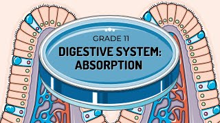 EASY TO UNDERSTAND ABSORPTION  THE VILLI [upl. by Nitsirhc]
