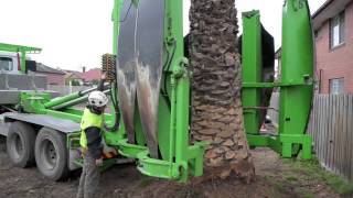 Arborco Palm Tree Transplanting [upl. by Laira]