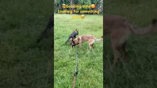 German shepherdamp Belgian bonding time in the nice green ambiance💕💕💕 [upl. by Noryahs]