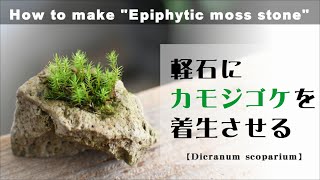 カモジゴケを軽石に着生させる【苔テラリウム着生テクニック＃12】｜苔の着生｜石への付け方 [upl. by Baseler]