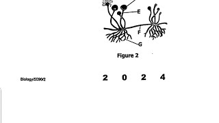 2024 Biology paper 2GCE Saprophytic Nutrition in Rhizopus exam revision questions and answers [upl. by Andrade]