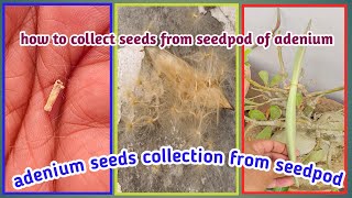 Adenium seeds harvestingcollection from seedpod adeniumdesertrose adenium shorts [upl. by Gifferd]