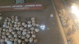 Baby Bird Eggs Hatchlings Starting To Hatch hatching hatchlings xcaretmexico animals cute [upl. by Ahsiekel]