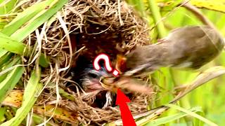 Feeding Frenzy The Cuckoo Chicks Mealtime Battle  ViralBirdNest [upl. by Yemerej614]