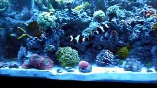 65 Gallon Reef Tank Saltwater Aquarium [upl. by Etnovert]