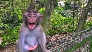 Sacred MONKEY FOREST in Ubud Bali  WATCH OUT for the MONKEYS [upl. by Caraviello729]