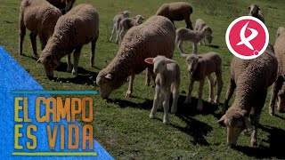 Comienza la paridera de las borregas primerizas en la ganadería de Chabeli  El campo es vida [upl. by Strait]