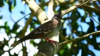 Crested Pigeon Ocyphaps lophotes  Spitzschopftaube 3 [upl. by Nylevol731]