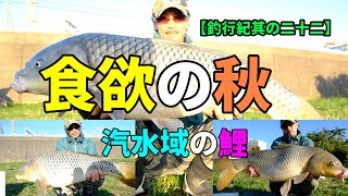 鯉も人も・食欲の秋 【釣行紀其の二十二】 [upl. by Nahta]