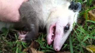 Young opossum playing dead [upl. by Kersten]