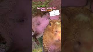 Capybara but in weird scene 😀 [upl. by Pussej858]