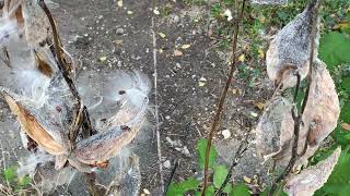 103024 Bugs on Milkweed [upl. by Aiseneg]