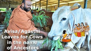 🌿Avisa  Agathi Leaves 🌑 Amavasya 🐮 Goshala [upl. by Akeenat102]