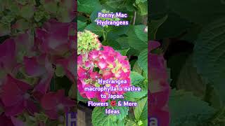 Penny Mac  Hydrangea macrophylla is a flowering plant in the family Hydrangeaceae native to Japan [upl. by Rudd559]