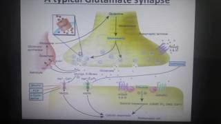 Neurotransmitters  GlutamateGlycineGABA  Part 1 [upl. by Onder565]