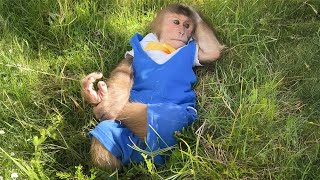 FUNNIEST Video monkey Cutis of the Year 2024 Part 12 [upl. by Ailaht]