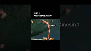 CELL DIVISION AND KINESIN SUPERMACY ft BAHUBALIBIOCHEMISTRY CLASS shortsvideo bahubali biology [upl. by Einaffyt784]