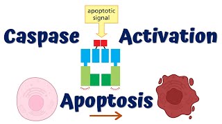 Activation of Caspases  Apoptosis I  4K Animation [upl. by Nodyarg785]