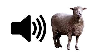 Sheep  Sound Effect  ProSounds [upl. by Rockwell]