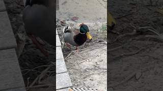 Fluffing a duck part 1 ducks backyardnature birdslover feedshort [upl. by Nemaj]