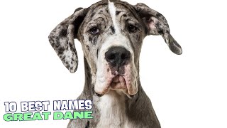 10 Best Names for Great Danes 🐶 [upl. by Yhpos171]