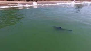 Great white shark caught on video swimming near Santa Cruz Co shore [upl. by Bibby]