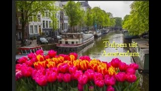 Tulpen uit Amsterdam Herman Emmink [upl. by Ahsitniuq467]