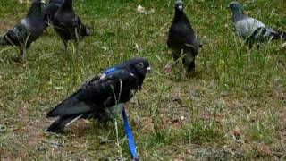 Pet pigeon Georgie and the feral flock [upl. by Damiano]