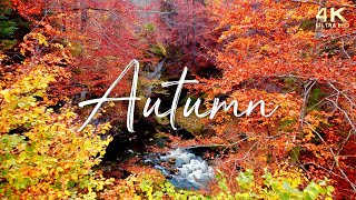 🍁 Enchanting Autumn Nature Scenes with Forest Sounds amp Peaceful Music 🍁 12 Hours [upl. by Adnilreh847]