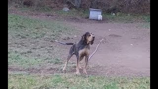 Meet UKC RIVER STYX DIESEL Bluetick Coonhound stud [upl. by Wendye]