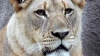 Dallas zoo lion killing lioness was traumatic [upl. by Minica]