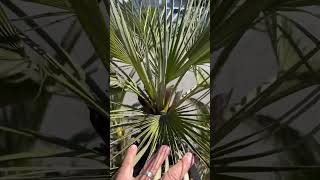 A most perfect Mediterranean Fan Palm 👌 [upl. by Constantino]