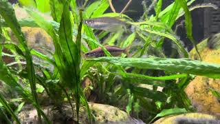 Kali Biru Rainbowfish Chilatherina fasciata breeding behavior [upl. by Publus]